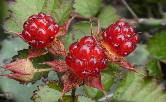 高粱泡,味道甘甜,野生的很好吃.