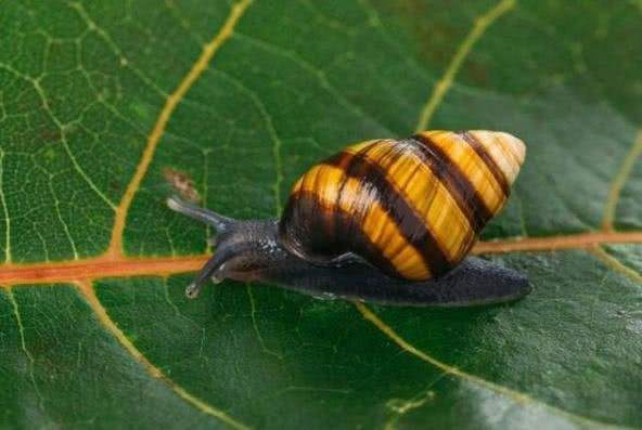 世界上最后一只夏威夷金顶树蜗死亡,享年14岁