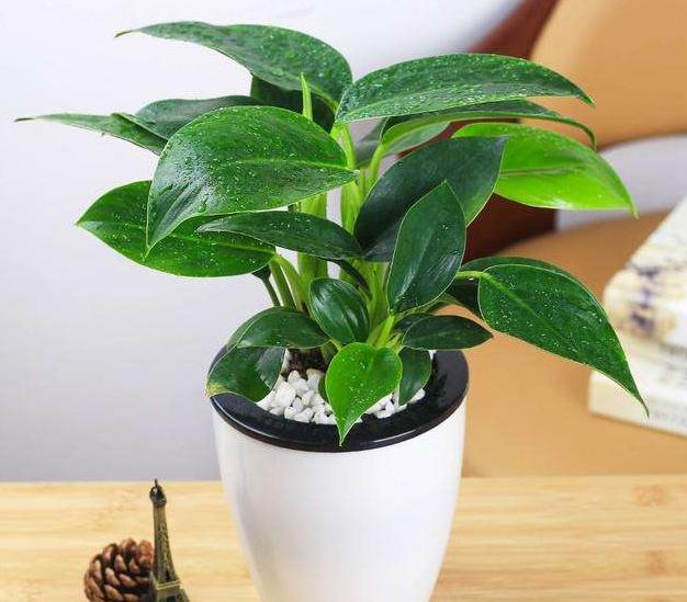 心理学:哪一盆植物你觉得会招财?测测你的财运