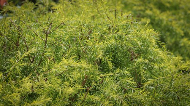 园林绿化植物价格多少合适