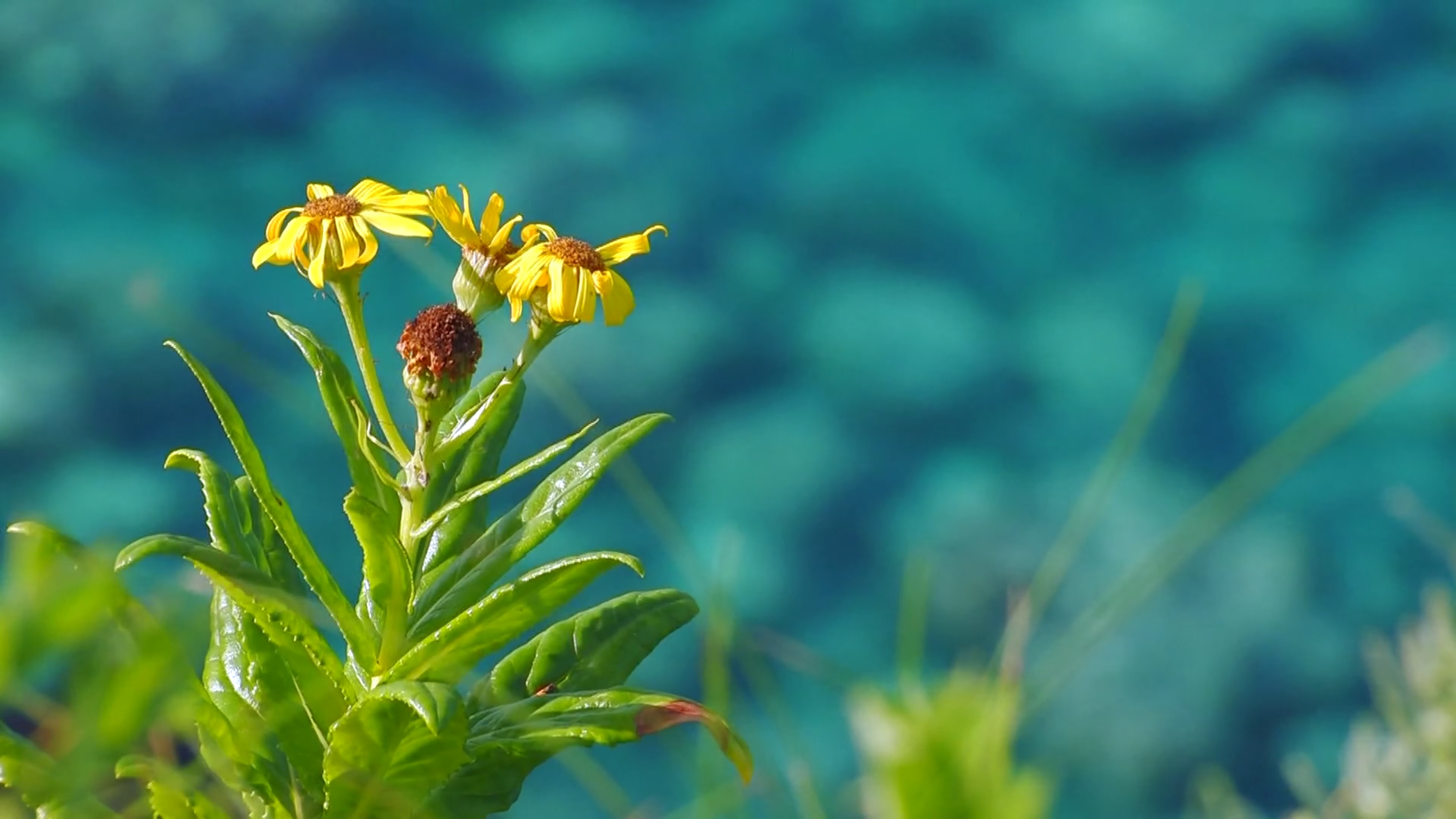 花朵 转载自百家号作者:看看风景看看自然
