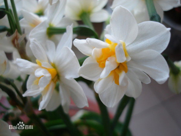 水仙花又名落神香妃,金盞銀臺,凌波仙子,雪中花,玉玲瓏