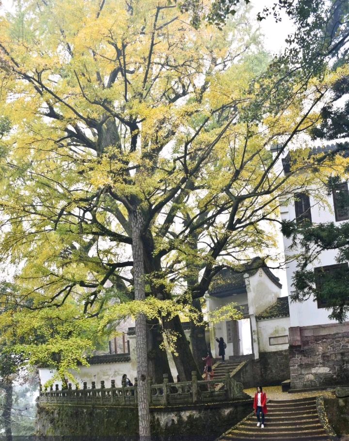 观南岳福严寺古银杏有感