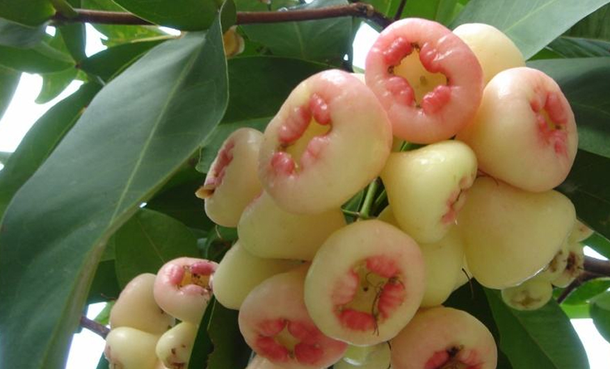 莲雾- 热门商品专区