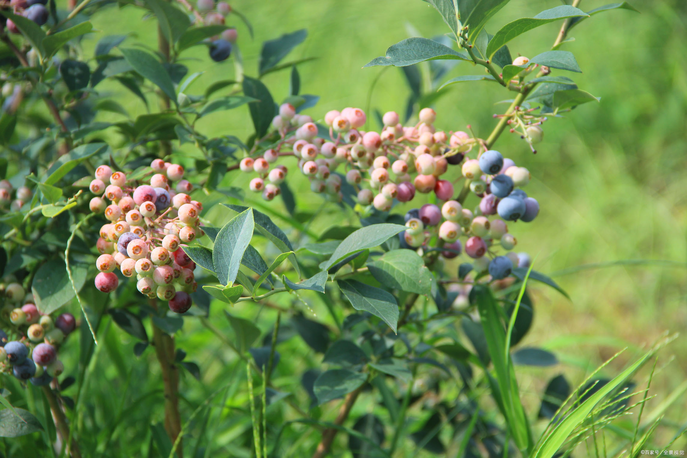 蓝莓野生