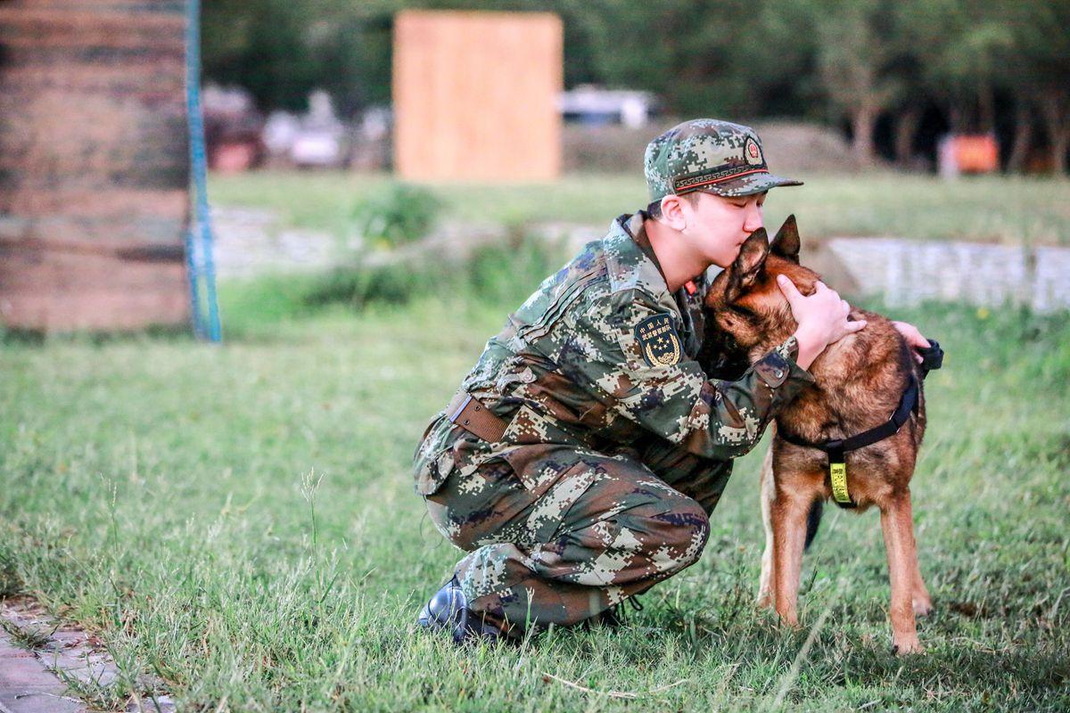 奇兵神犬第一期全集图片