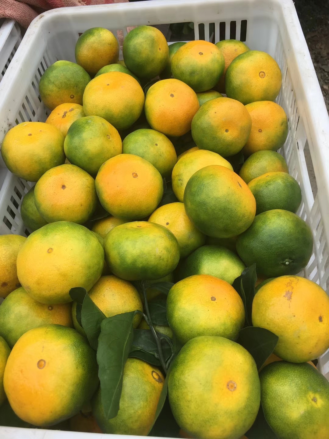 郴州东江湖蜜桔之路