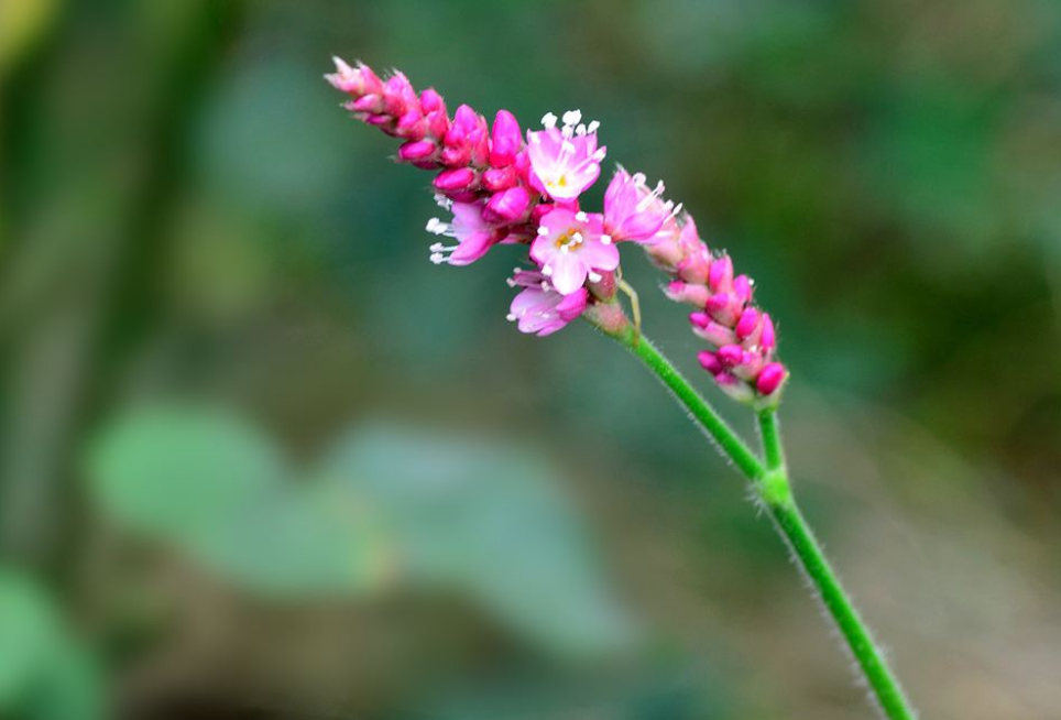 红蓼的形态特征,在栽种的时候需要注意的事情,一起来看吧