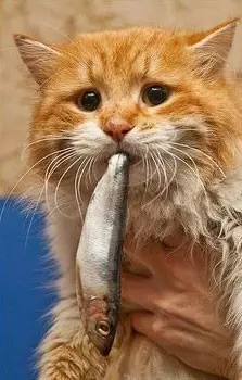 千万不要当着猫主子的面吃东西,猫咪为了偷吃,脸都不要了