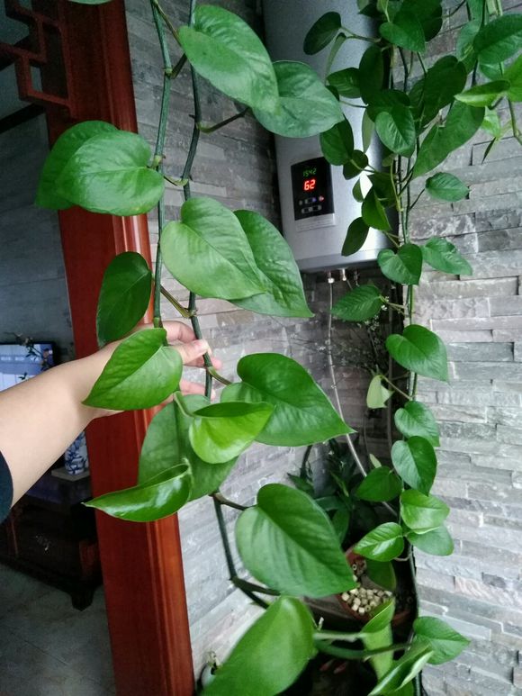 用这种土泡水后浇绿萝,比淘米水,草木灰好百倍