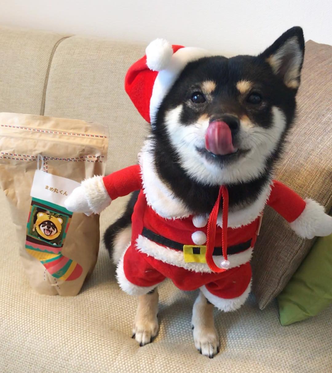 柴犬过圣诞怎么这么搞怪?最后一只太让人羡慕了!