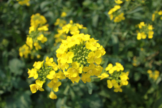 纵使湖心的残月,也勾不出拈花一瞥