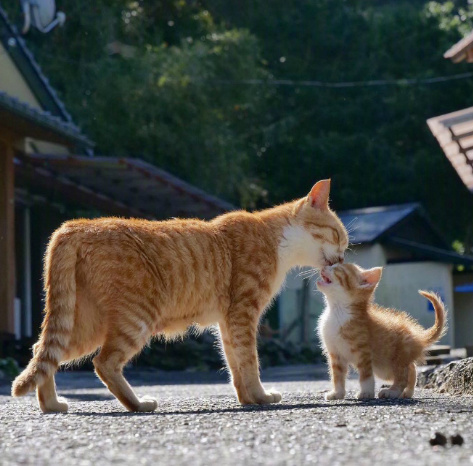 大猫跟小猫同框的照片,萌死了