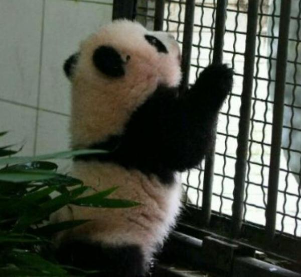 胆小熊猫受到惊吓,呆萌反应让人心疼,网友:名垂青屎?