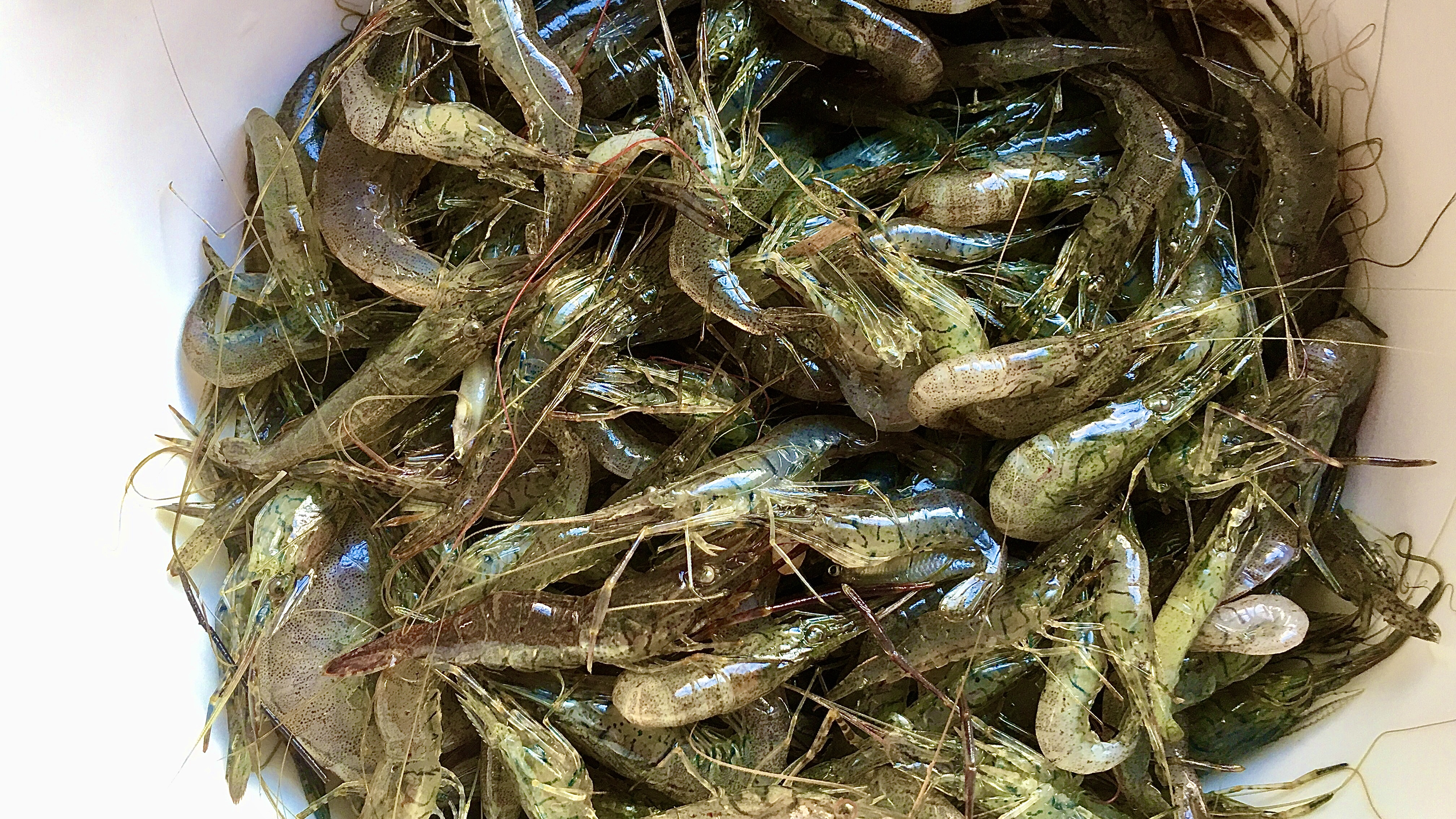 鲜活的河虾怎么做好吃?饭店大厨教你家常做法,肉质鲜甜无腥
