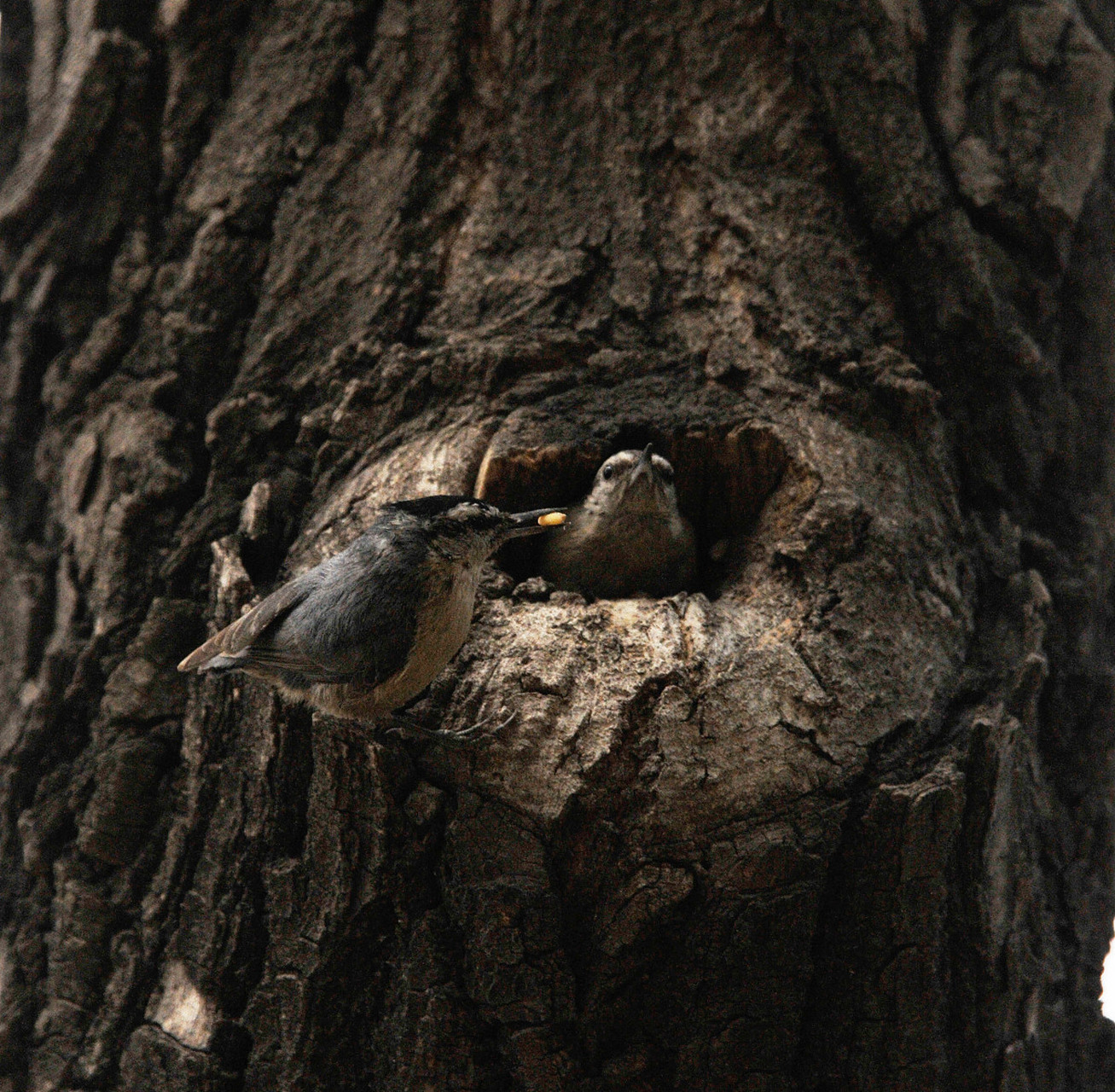 动物趣图# 这个树洞鸟巢可真不错,住着鸟儿一家子,它们忙忙碌碌,一会