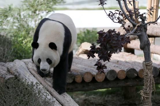 大熊猫"和兴"与"双欣"首次在青藏高原庆生