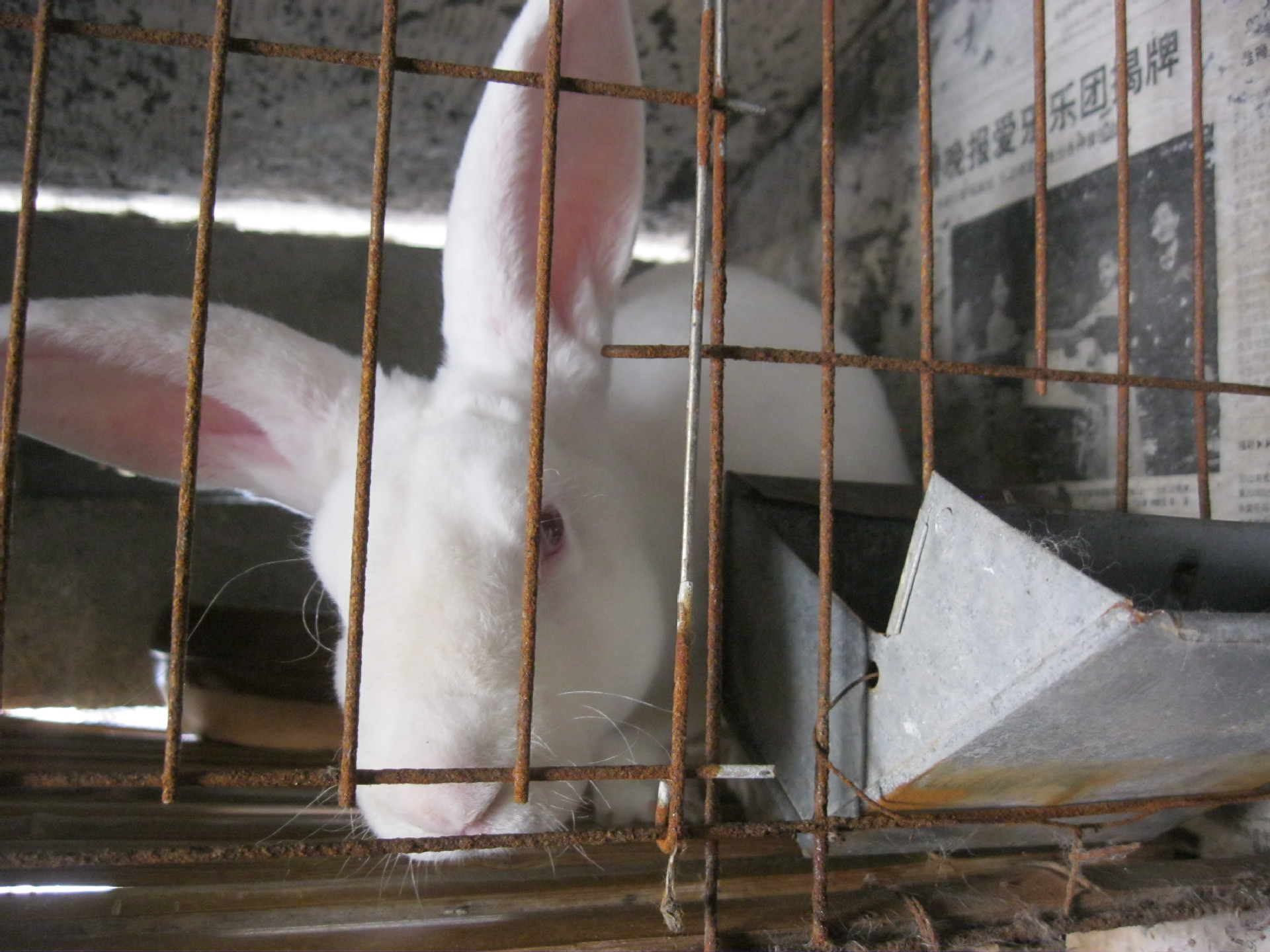 长毛兔成为养殖新热,长毛兔该如何养殖?怎样让它们多产毛呢?