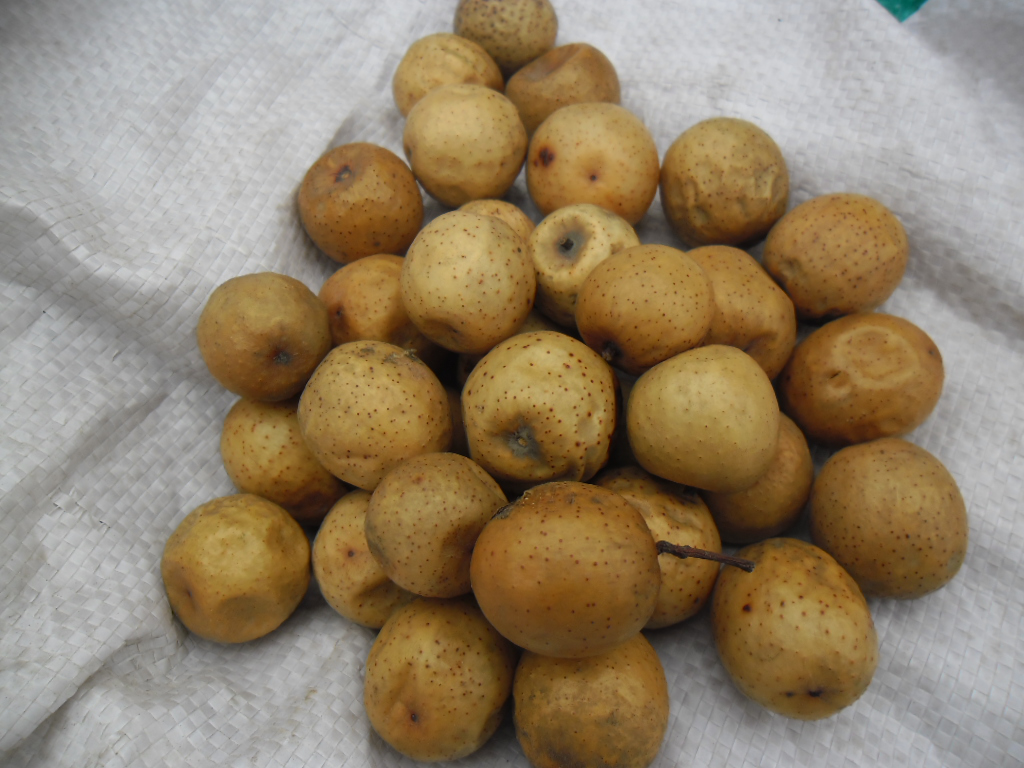 楝树浑身是宝,果实被农村娃叫做"楝枣子",如今却很少见了