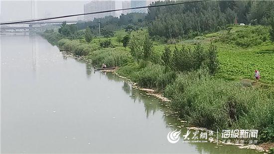 济宁洸府河八里营段现大量死鱼,相关部门回应了