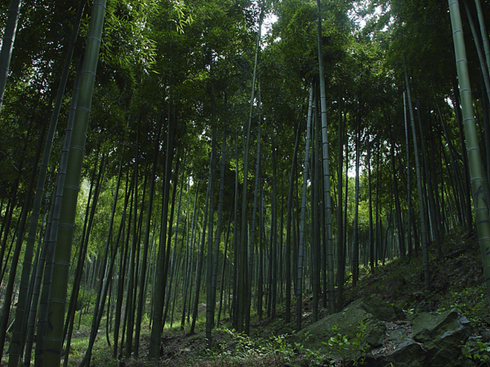 永川区:茶山竹海,清新的茶竹文化之旅  每当提起永川区,我总会想起那