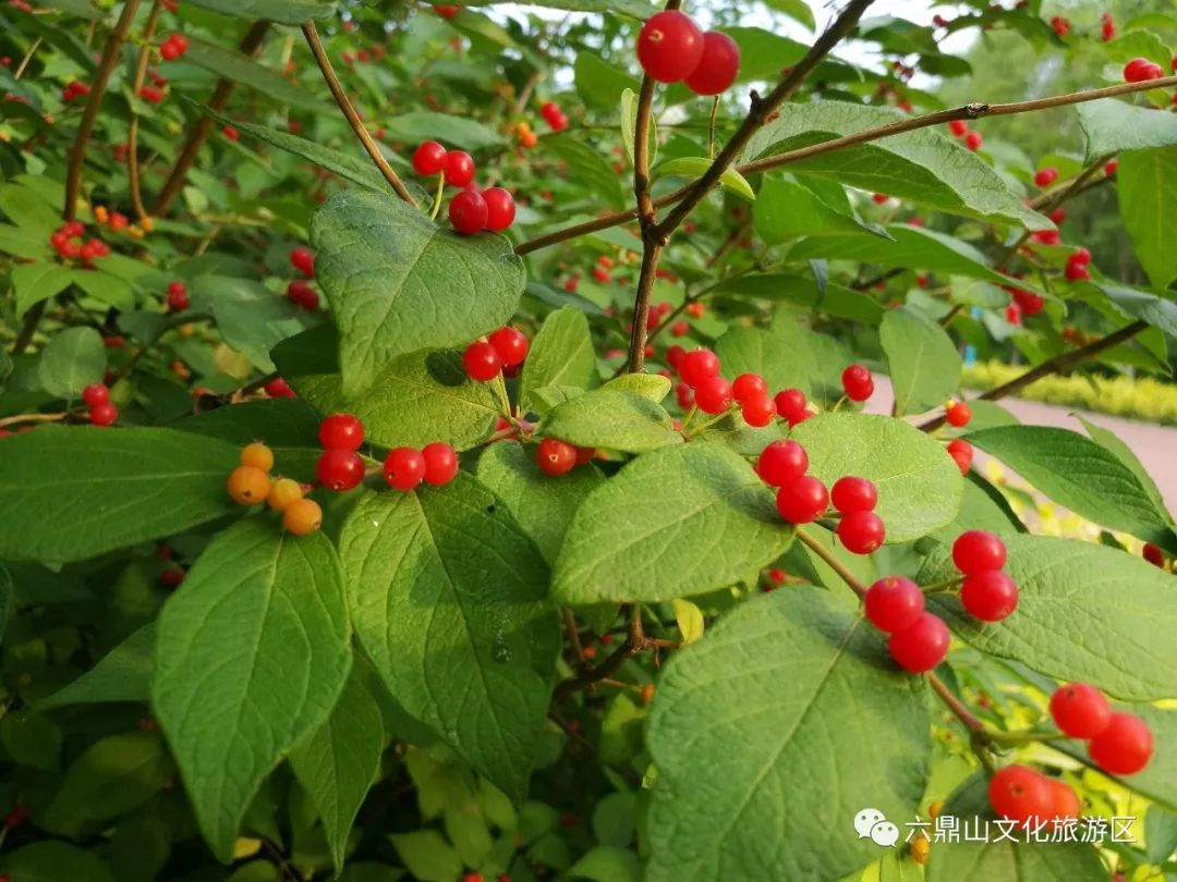 「一花一世界」忍冬