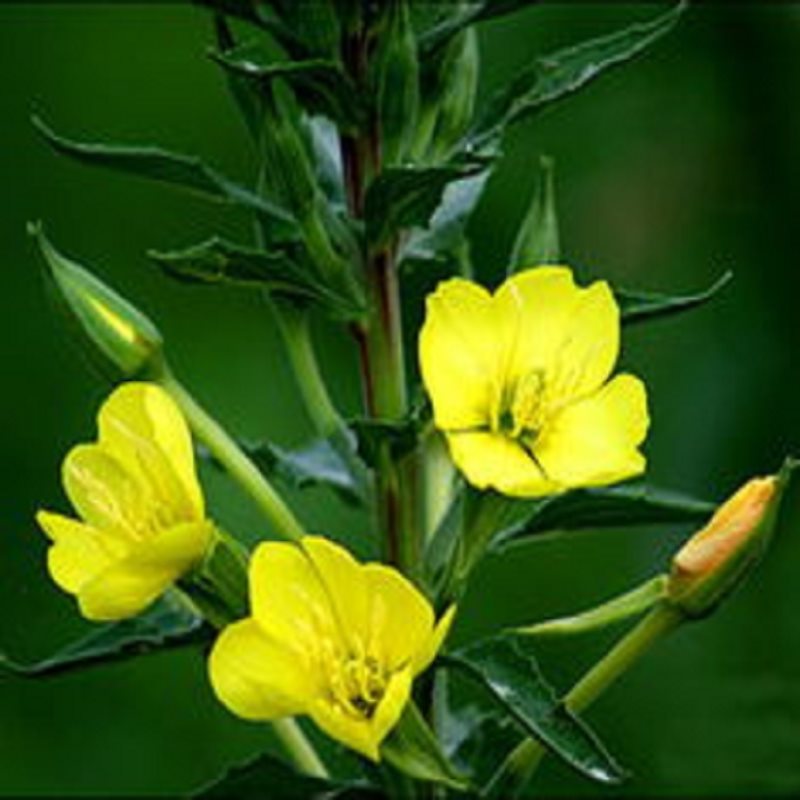 这三种花绝对是被名字耽误了,你会爱上哪一种呢?