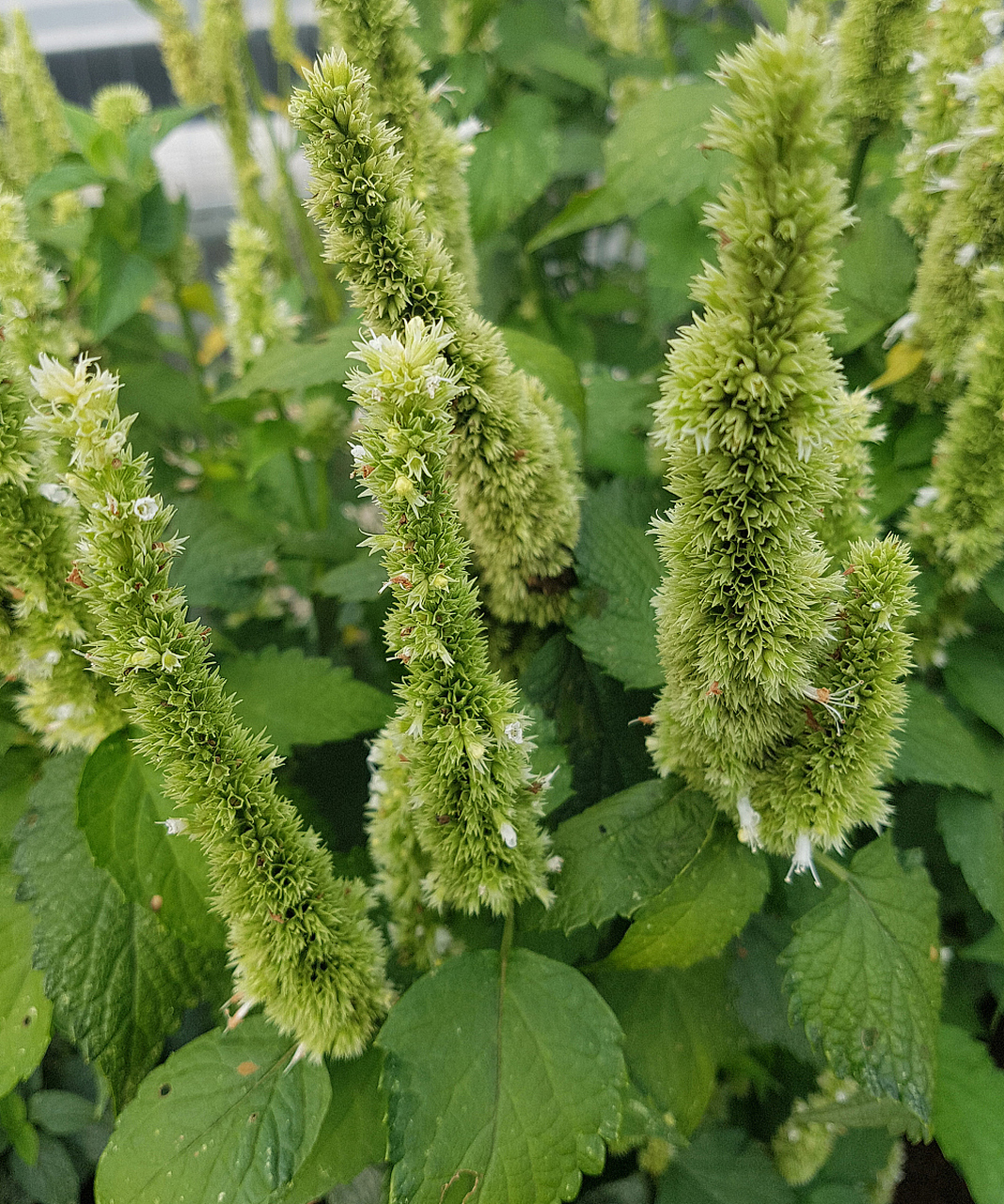 [原文:苏子籽采收的具体方