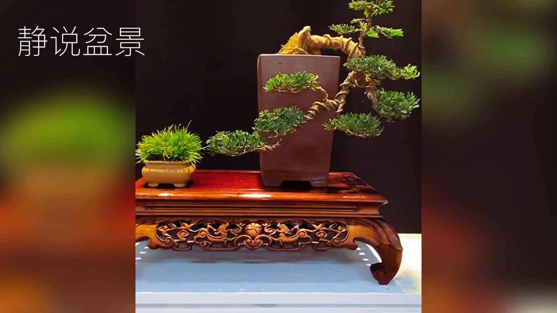 民间盆景师傅创作极品雀舌罗汉松盆景,婀娜多姿,极具书香气息!