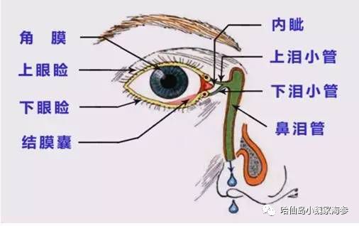 眼药水滴结膜囊内图解图片