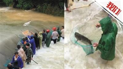 水库漫坝鱼群"自投罗网"村民站水里一字排开接鱼