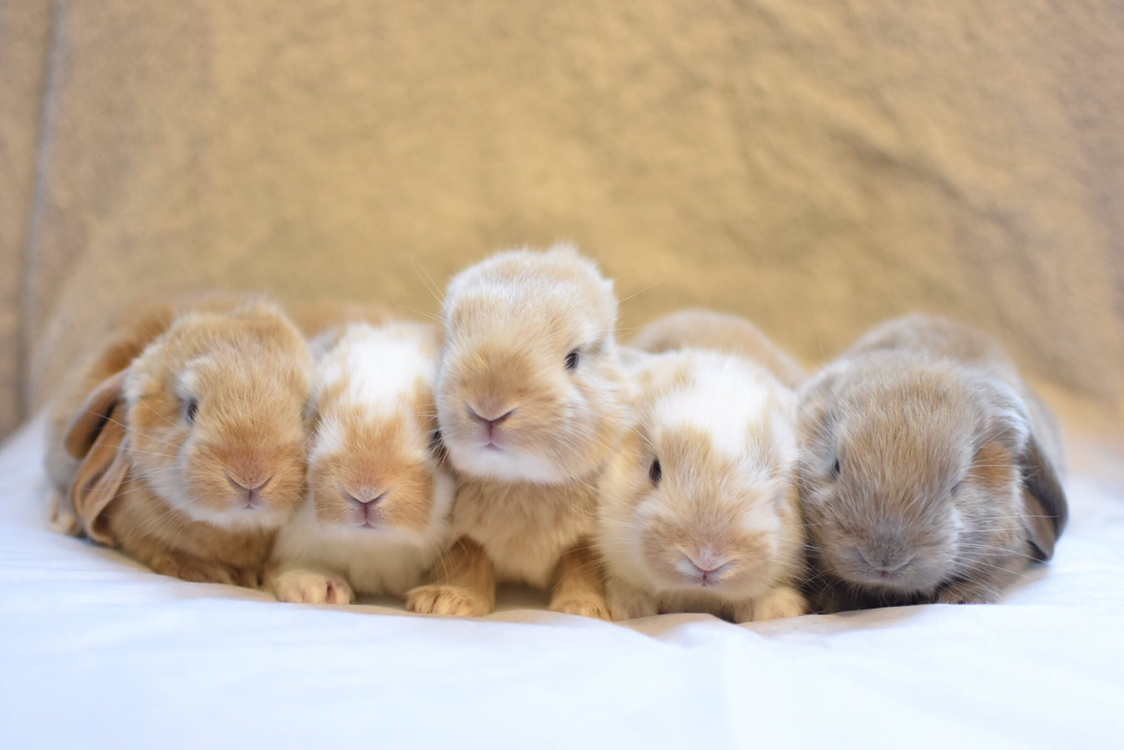 女孩家的兔子生了一窝崽,等它们长大后,女孩犯愁了