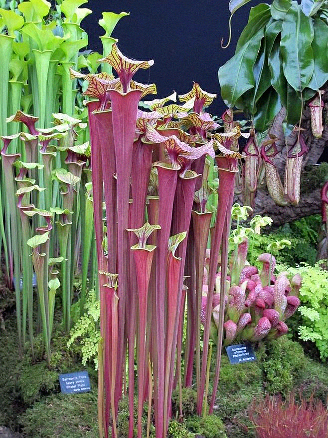 这种植物就是很好的证明.看它长的很神奇吧?