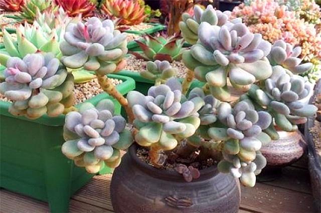 养多肉桃美人,这"3点"必须知道,轻松区别桃蛋,养得粉里透红