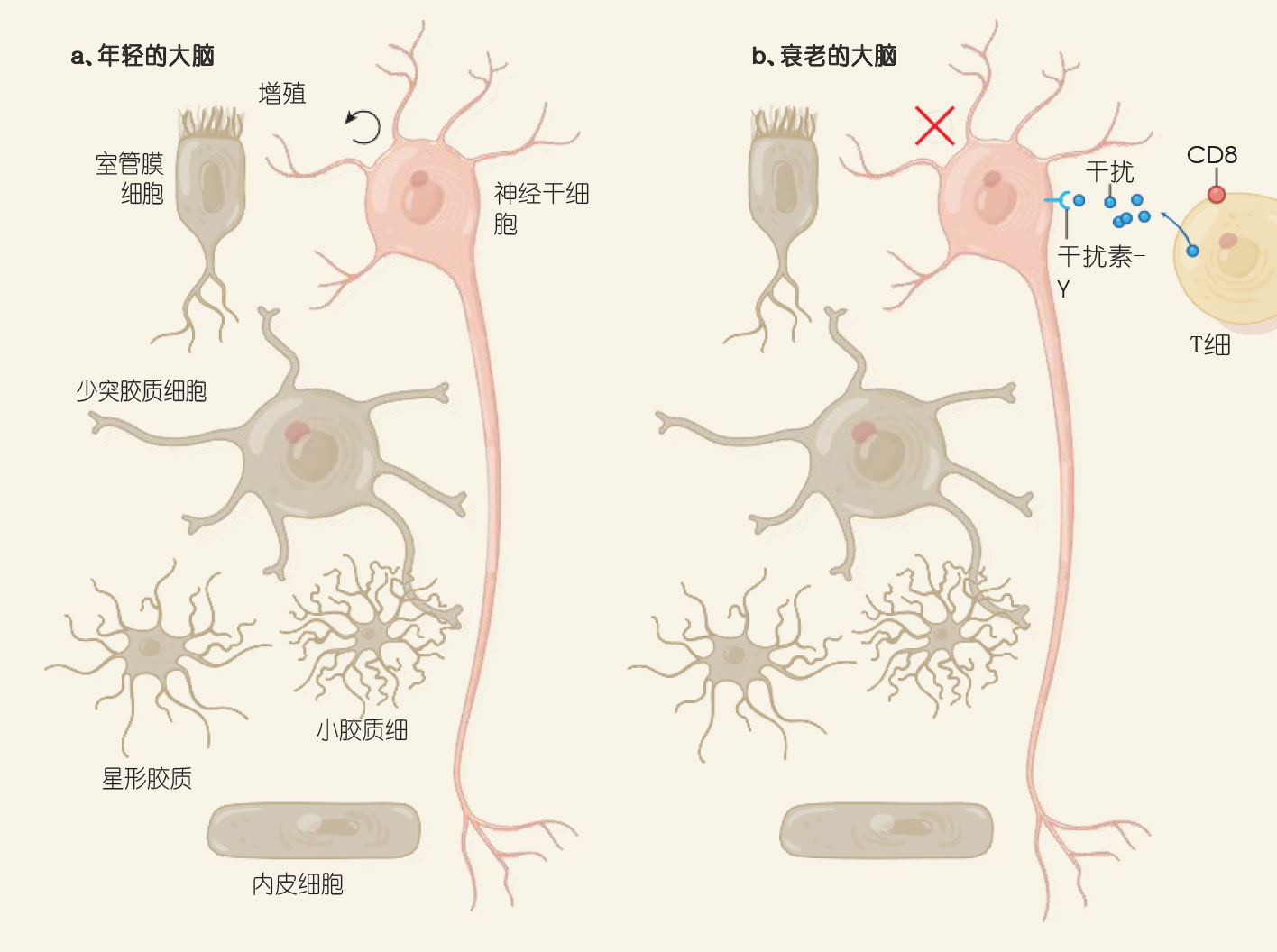 衰老大脑或能恢复年轻状态,科学家找到神经干细胞被抑制的原因