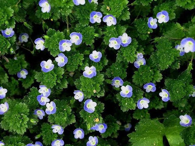 名字样子都可爱,婆婆纳怎么种,才能开花多花期长?