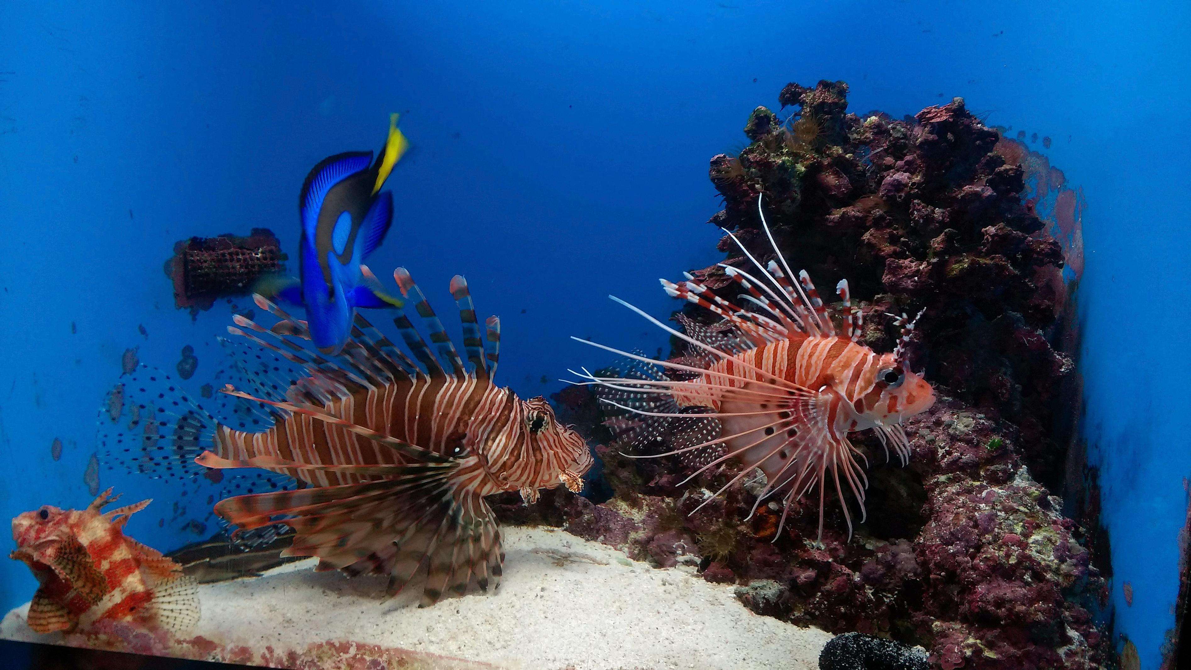 趣味测试:你想不想养一只海洋生物?看看你在爱情里会怎样发泄?