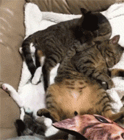 我家猫在房间里放了个屁后,我妈问我是不是在偷吃螺蛳粉