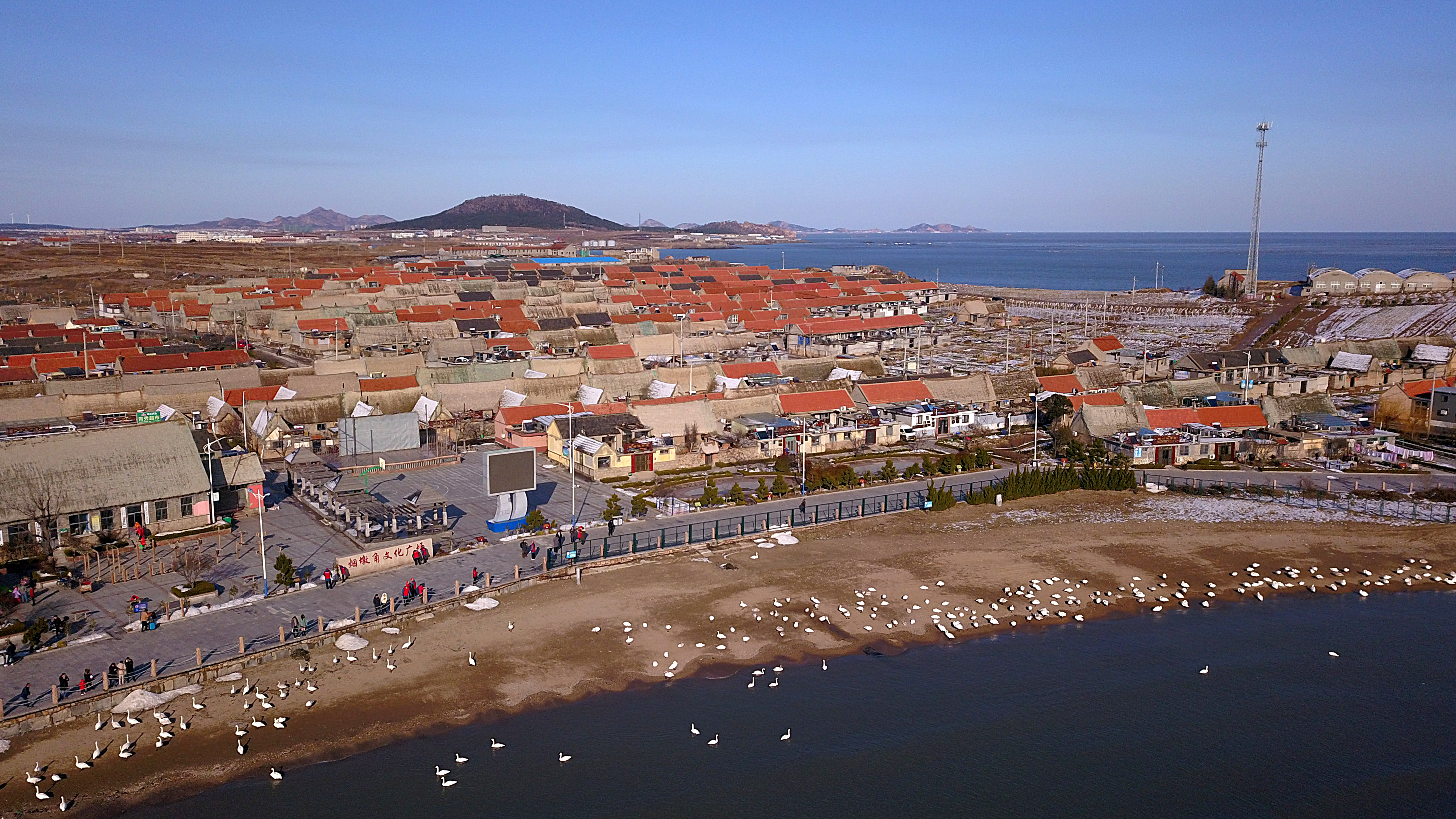 山东荣成:大天鹅"带火"小渔村(1)