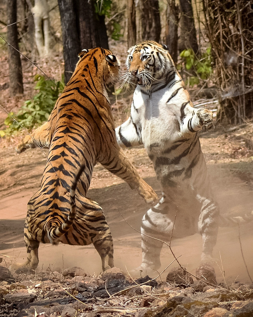 动物趣图;猎豹追击非洲黑斑羚,人气大猩猩对空气弹吉他等