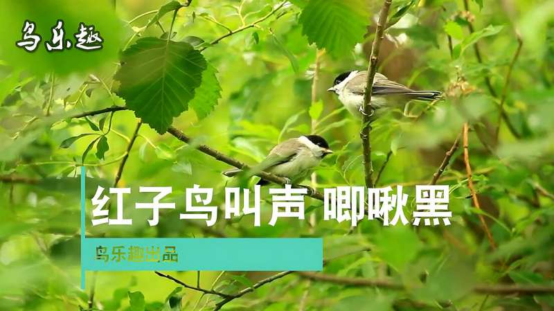 红子鸟叫声欣赏,压口叫声,唧啾黑!,大自然,环球自然,好看视频