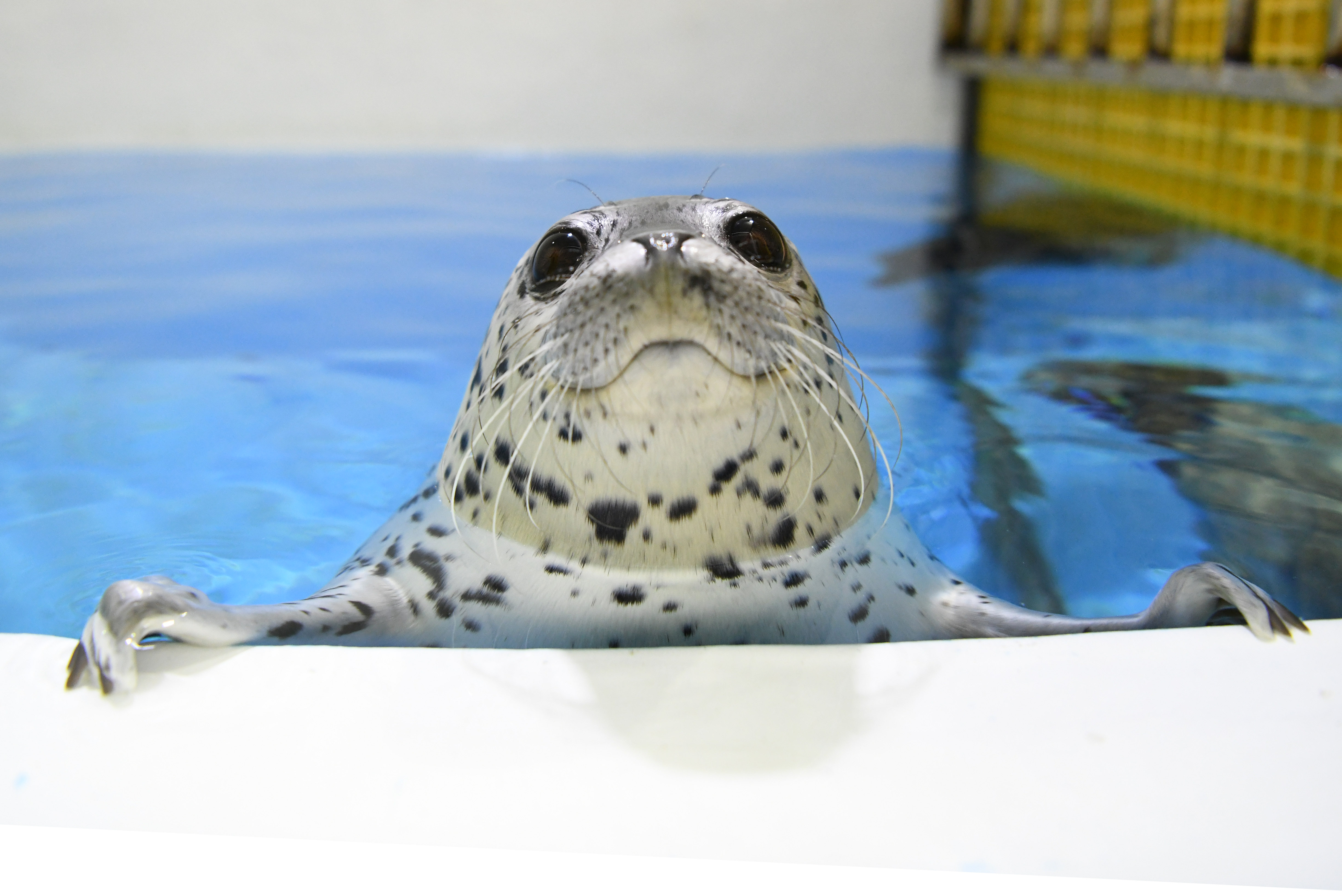 哈尔滨极地馆"海豹幼儿园"开园