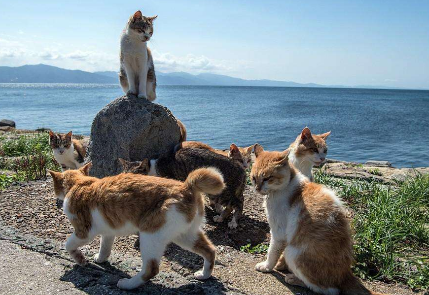 日本猫岛"猫咪横行",数量是岛民好几倍,每年吸引大量游客前往