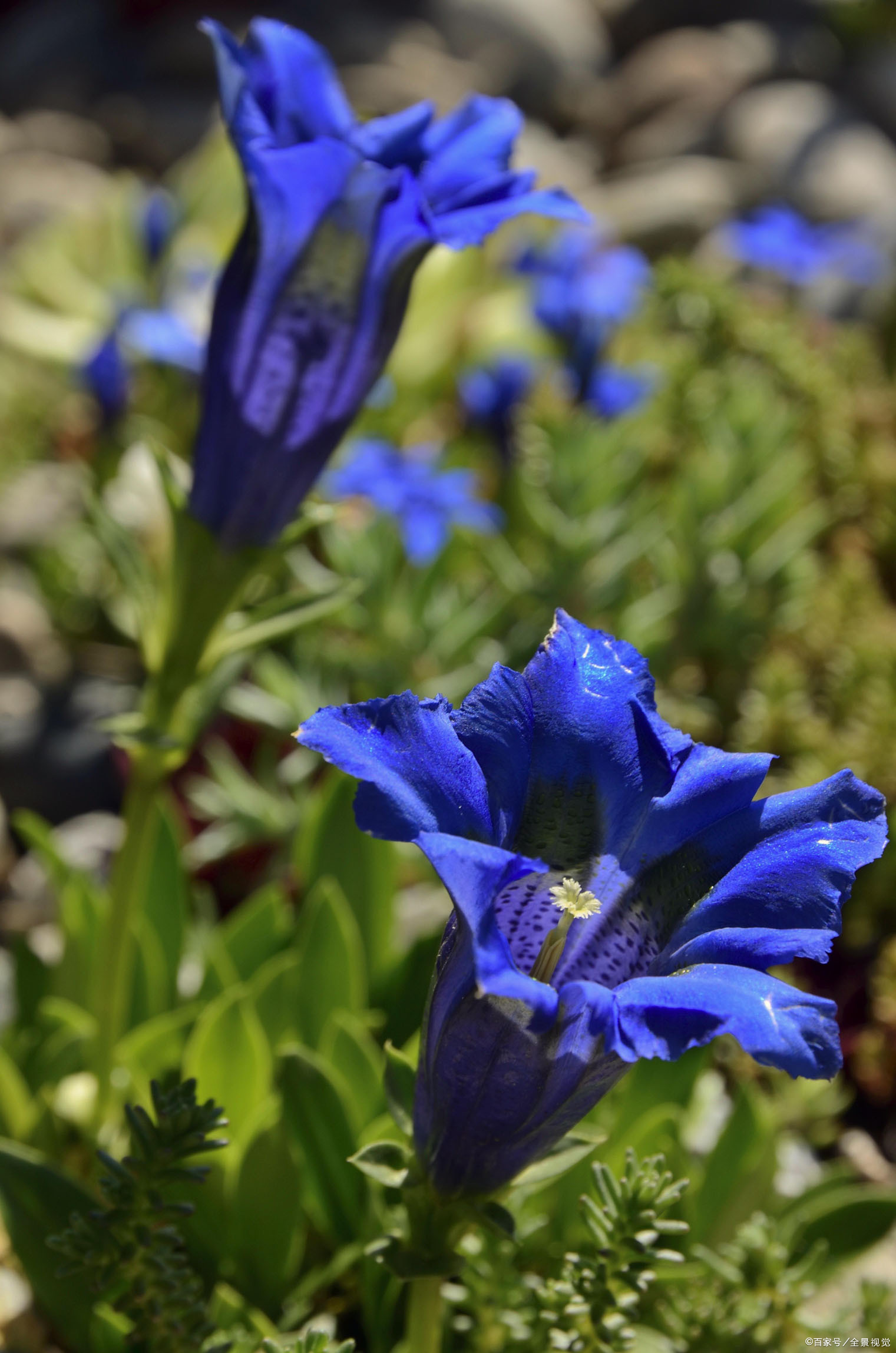 中药苦中之最,便是龙胆