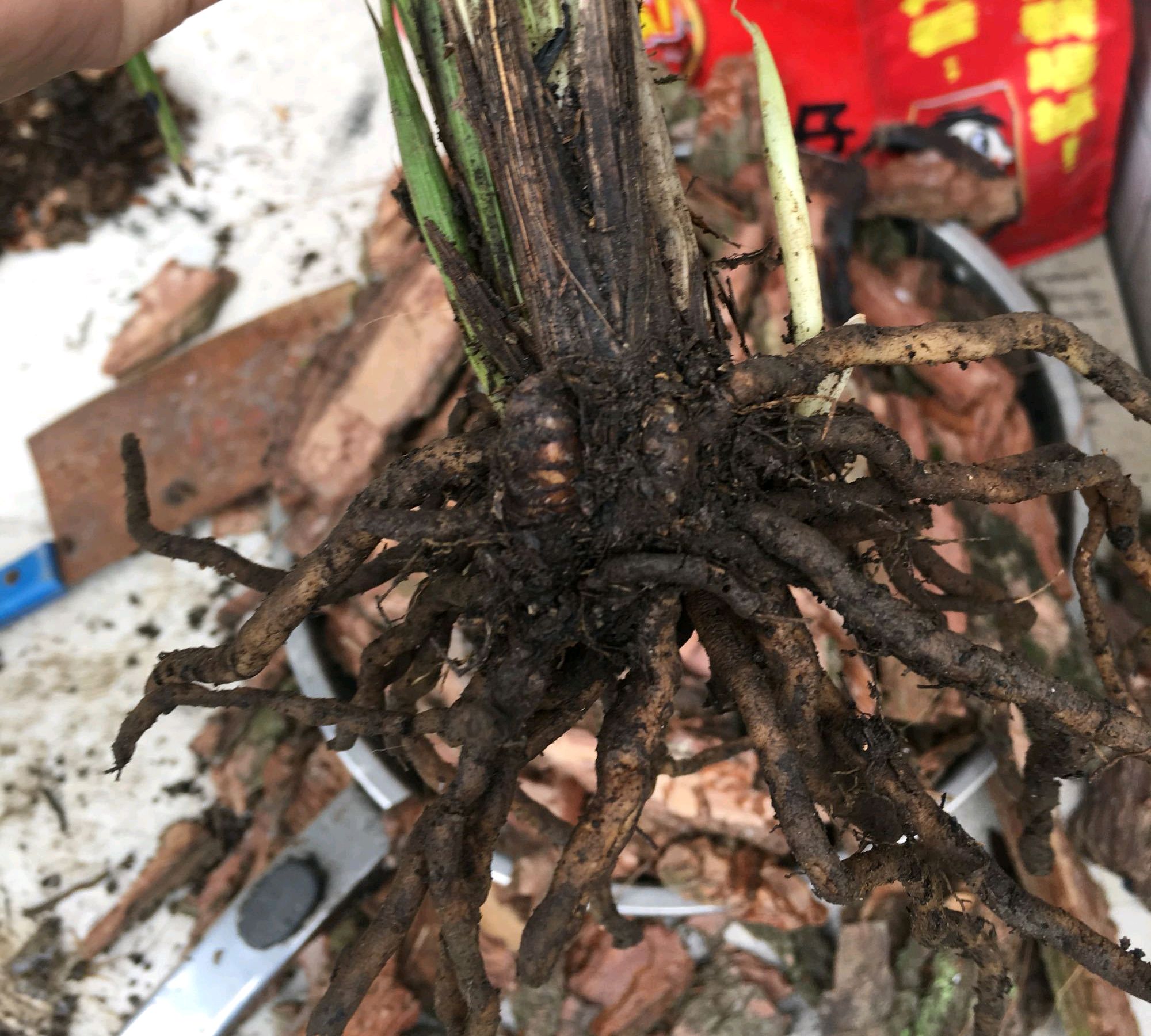 塑料高腰盆养兰花总是烂根?养功不到位可不要怪盆,关键在透气