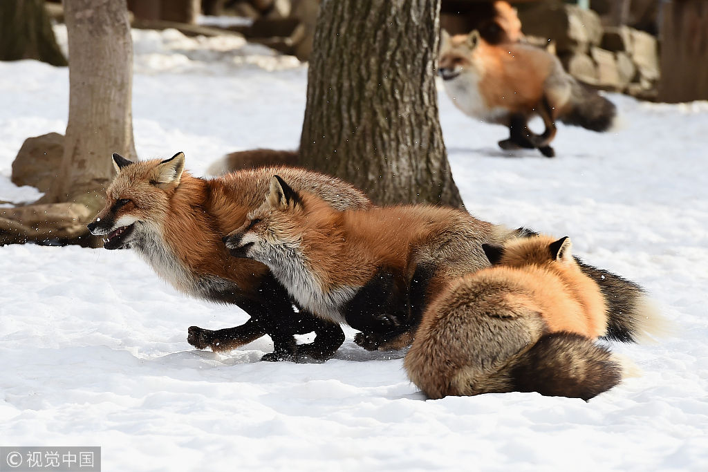 世界最萌的地方 日本狐狸村中小狐狸雪中嬉闹