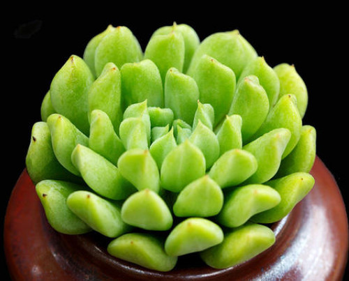 多肉爱尔兰薄荷怎么养?教你3个小妙招,养出小清新的爱尔兰薄荷