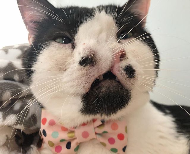 猫咪天生两个鼻子,酷似整形失败,险遭安乐死,如今因丑得福