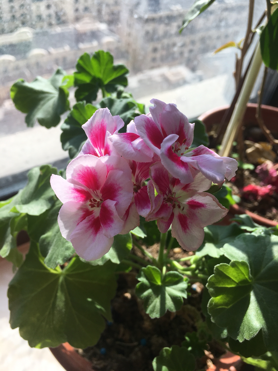 喜欢臭球子花吗?家里的臭球子是不是也花期不断?