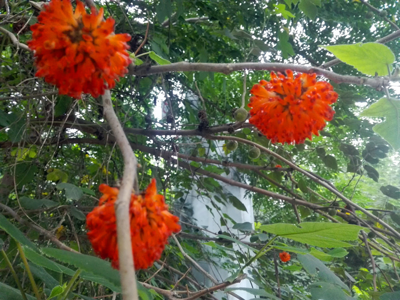 这种红毛球,你吃过吗?那可是我小时的小零嘴